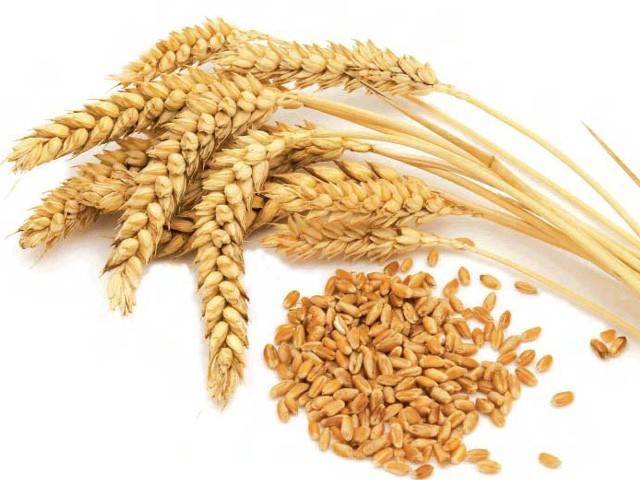 Optimized-Wheat1211.jpg